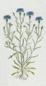 Набор для вышивания: "Васильки". Арт 30-3168